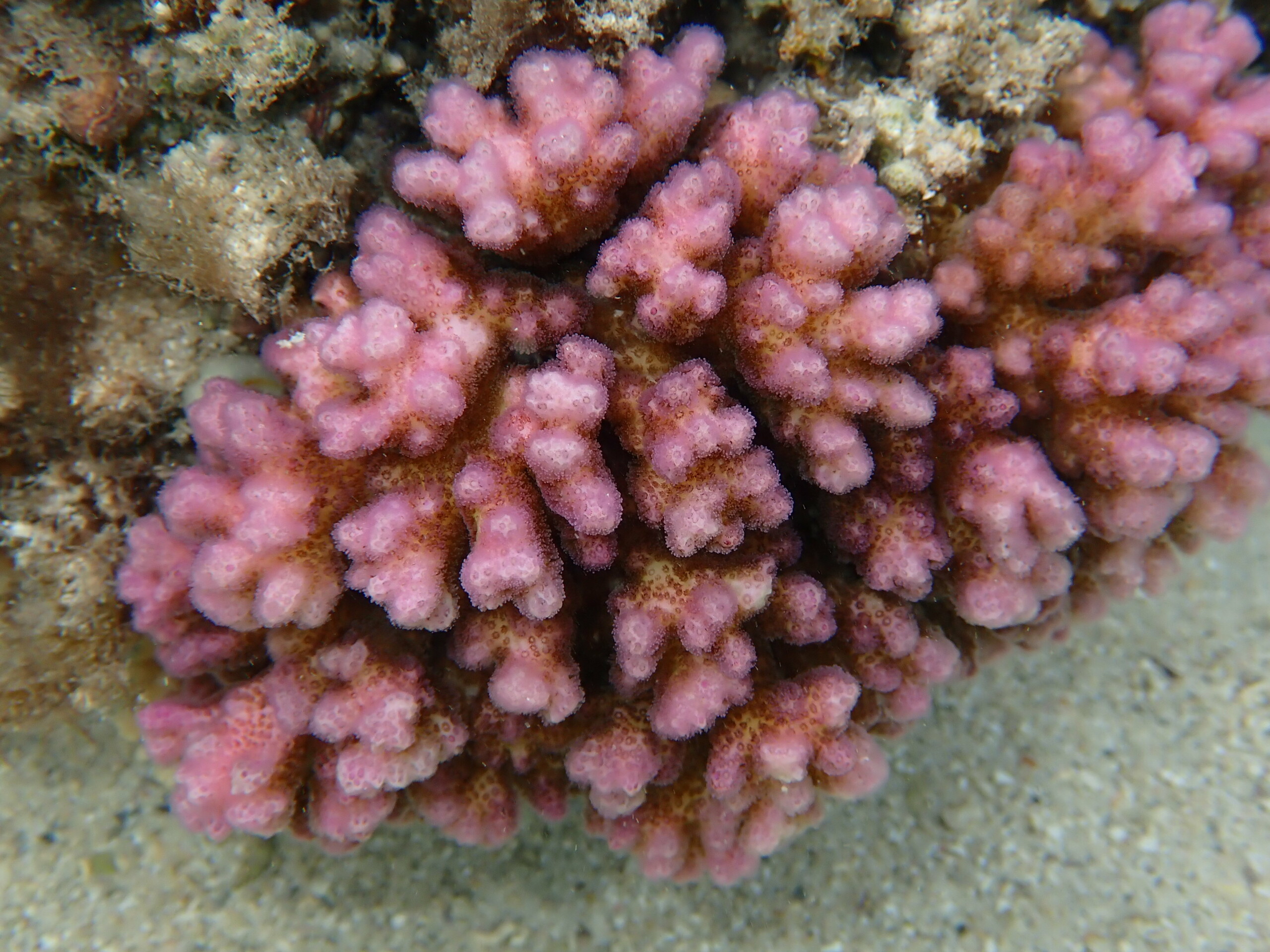 Pocillopora damicornis