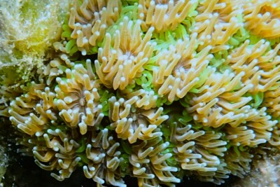 corail piquant Oculinidae