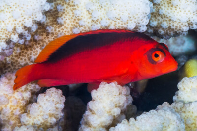 poisson faucon flamme Cirrhitidae