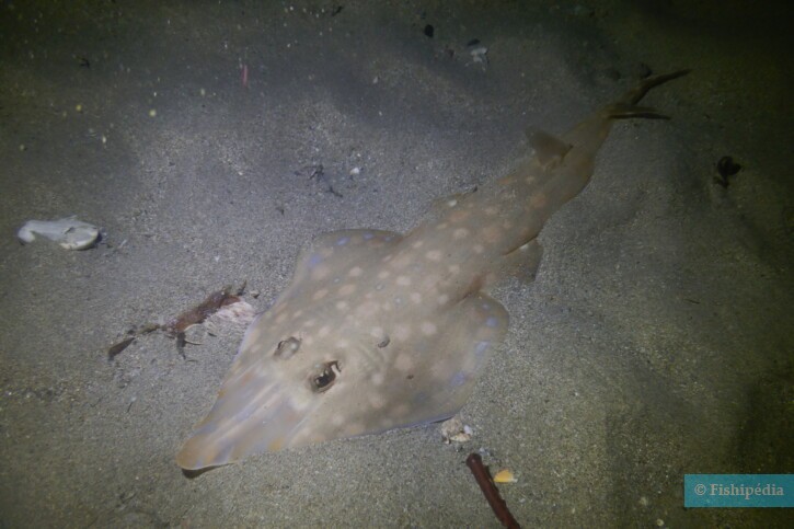 Acroteriobatus zanzibarensis - raie guitare de Zanzibar