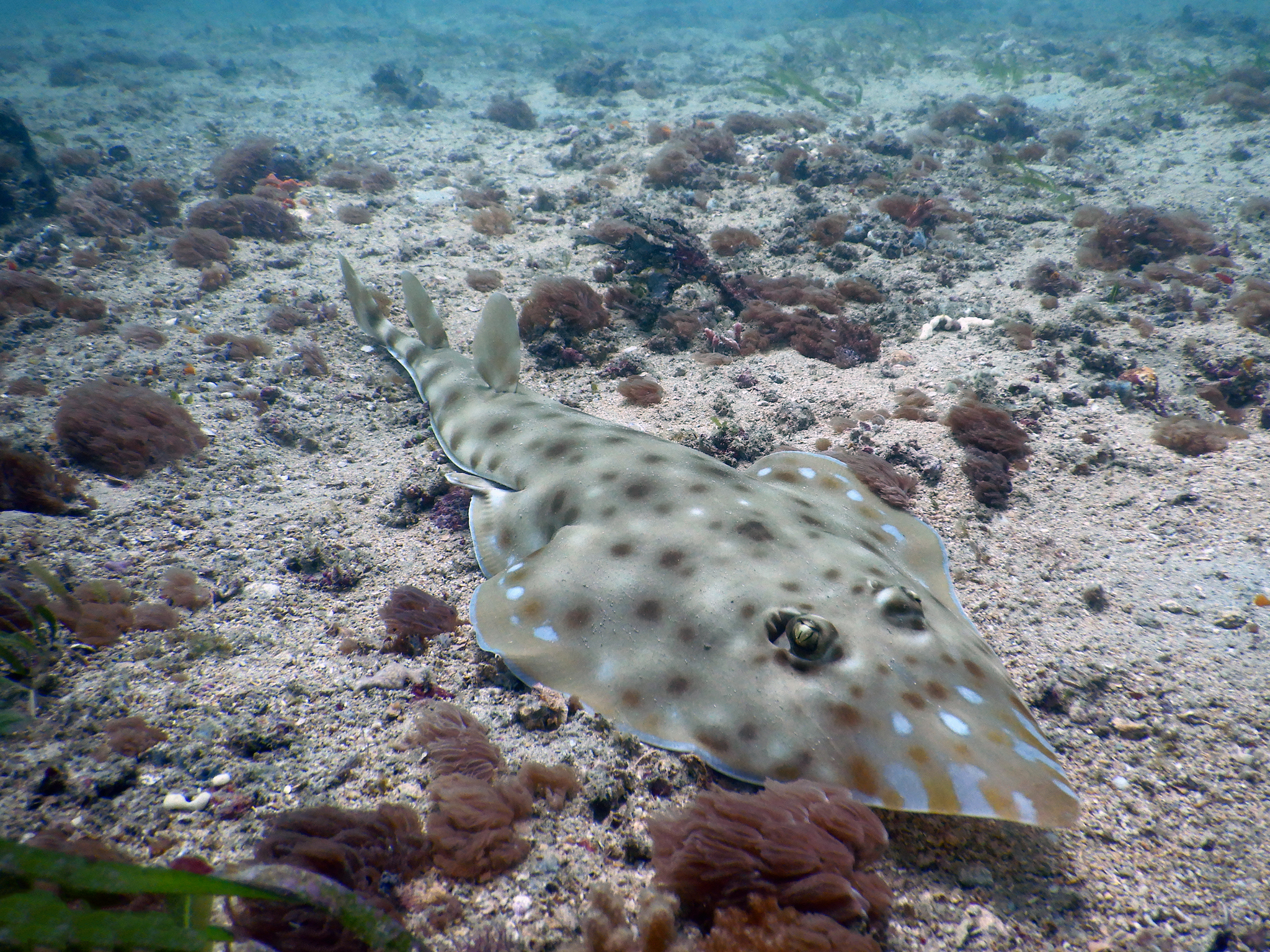 Acroteriobatus zanzibarensis