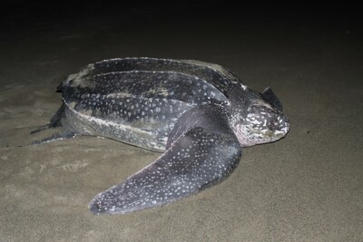 tortue luth Dermochelyidae