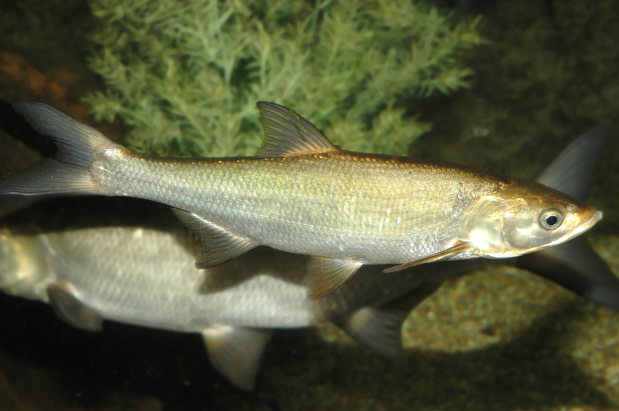 Leuciscus aspius