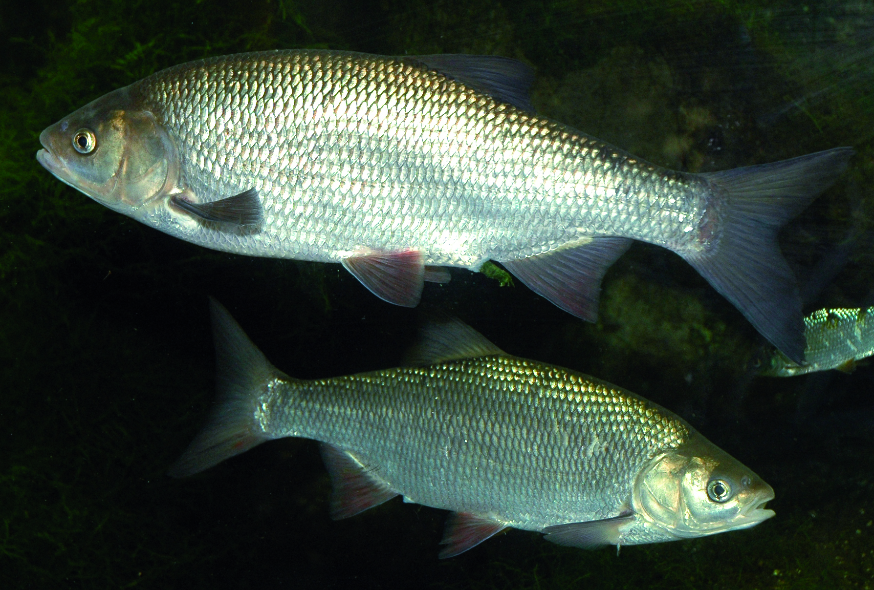 Leuciscus idus