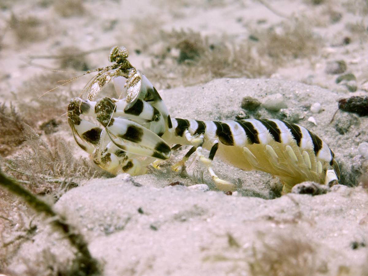 Lysiosquillina maculata
