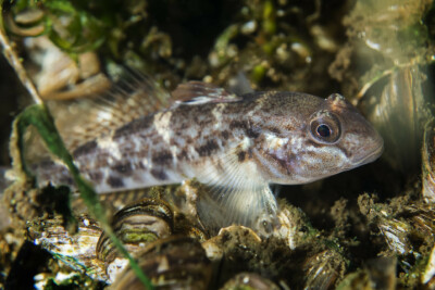 gobie à tache noire Gobiidae