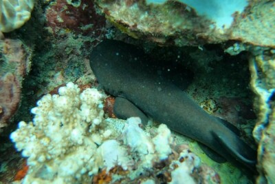 requin nourrice à queue courte Ginglymostomatidae