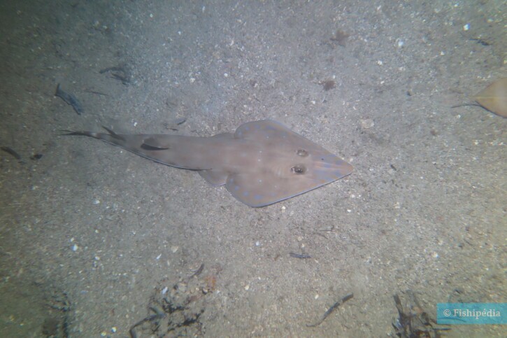 Acroteriobatus zanzibarensis - raie guitare de Zanzibar