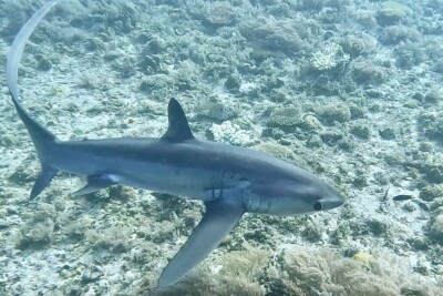 requin-renard alopiidae
