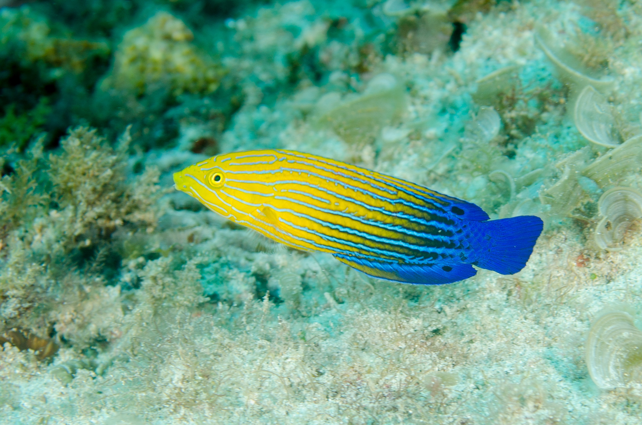 Anampses femininus