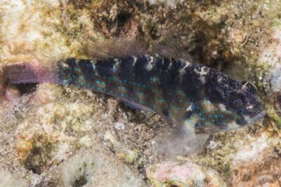 gobie à points bleus Gobiidae