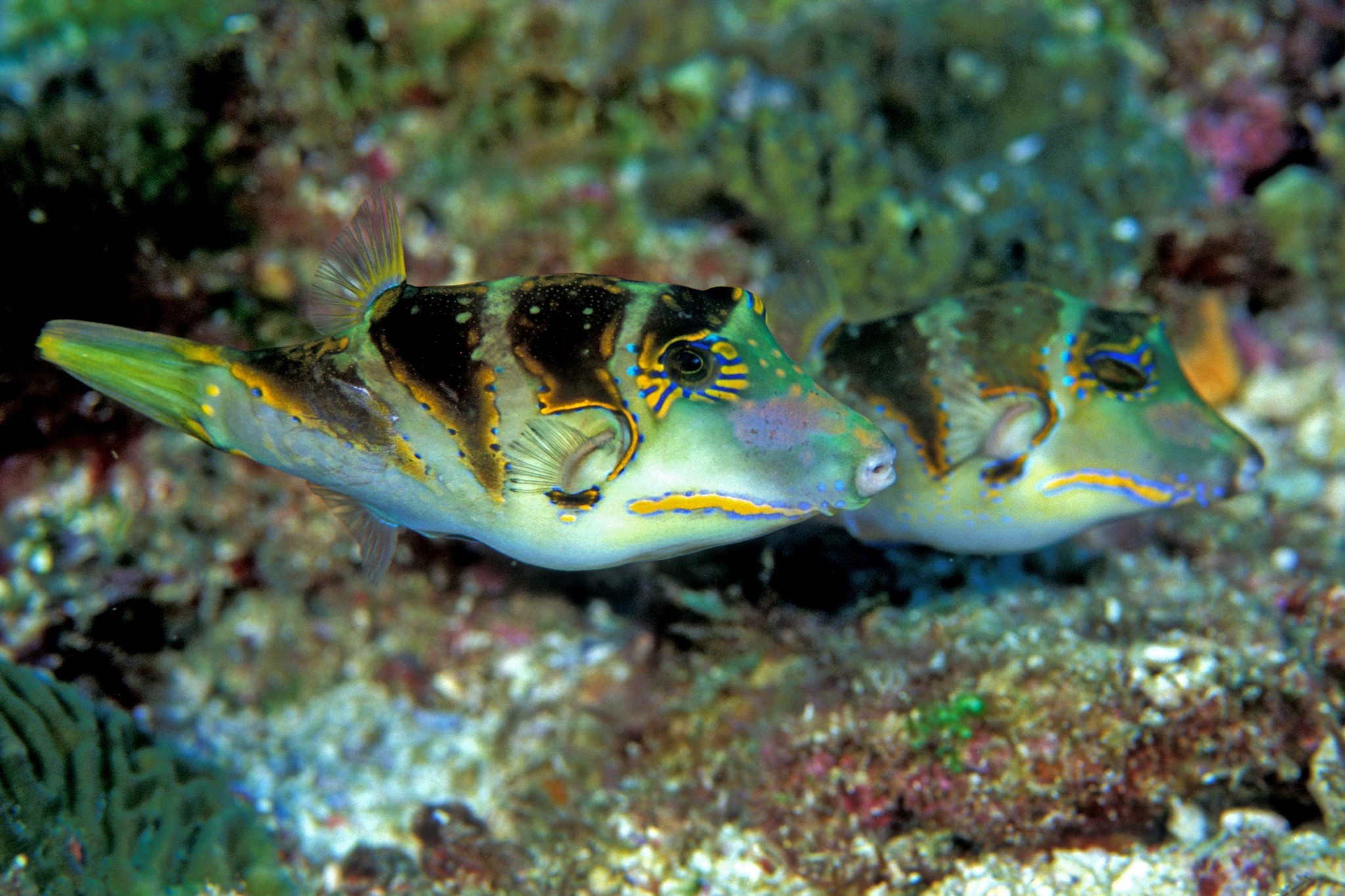 Canthigaster axiologus