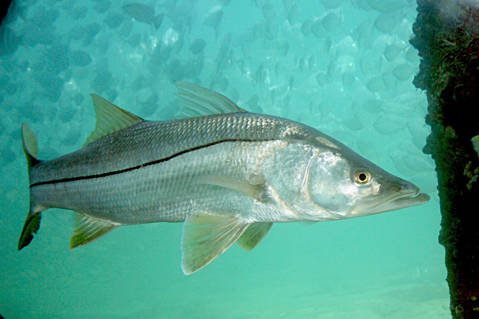 Centropomus undecimalis