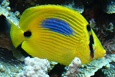 poisson-papillon à tache bleue Chaetodontidae