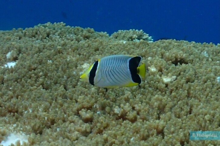 Chaetodon trifascialis - poisson-papillon à chevrons