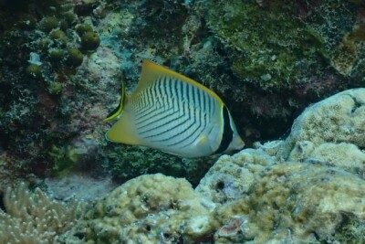 poisson-papillon à chevrons Chaetodontidae