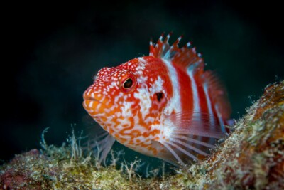 épervier rayé Cirrhitidae