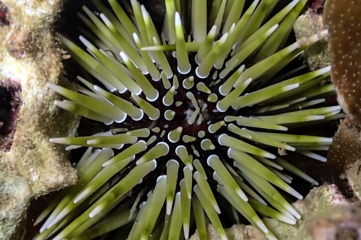 Echinometra mathaei - oursin perforant