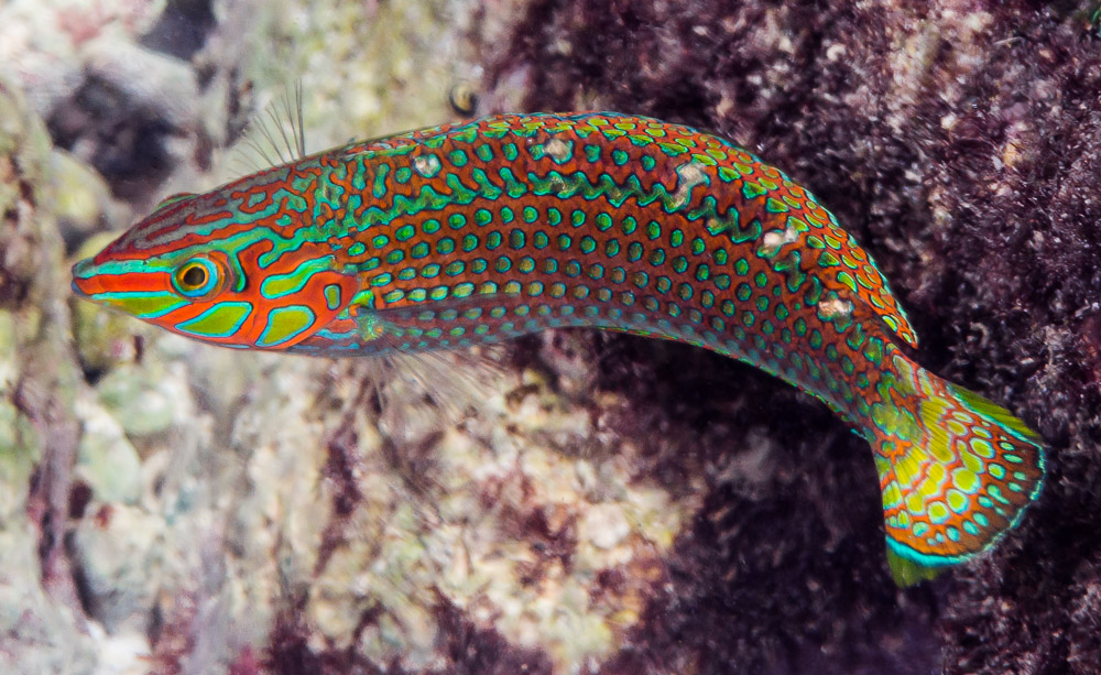 Halichoeres argus