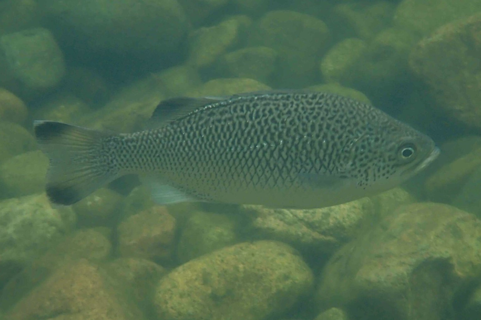 Kuhlia rupestris