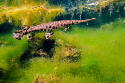 Poisson alligator Lepisosteidae