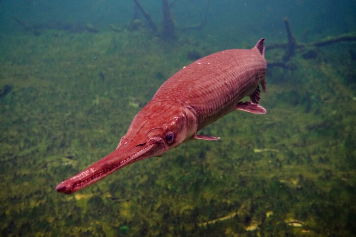 Lepisosteus osseus - lépisosté osseux
