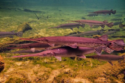 lépisosté osseux Lepisosteidae