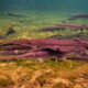picture of Lepisosteus osseus