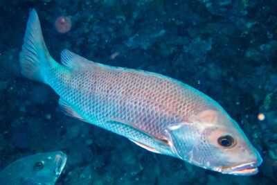 vivaneau des mangroves Lutjanidae