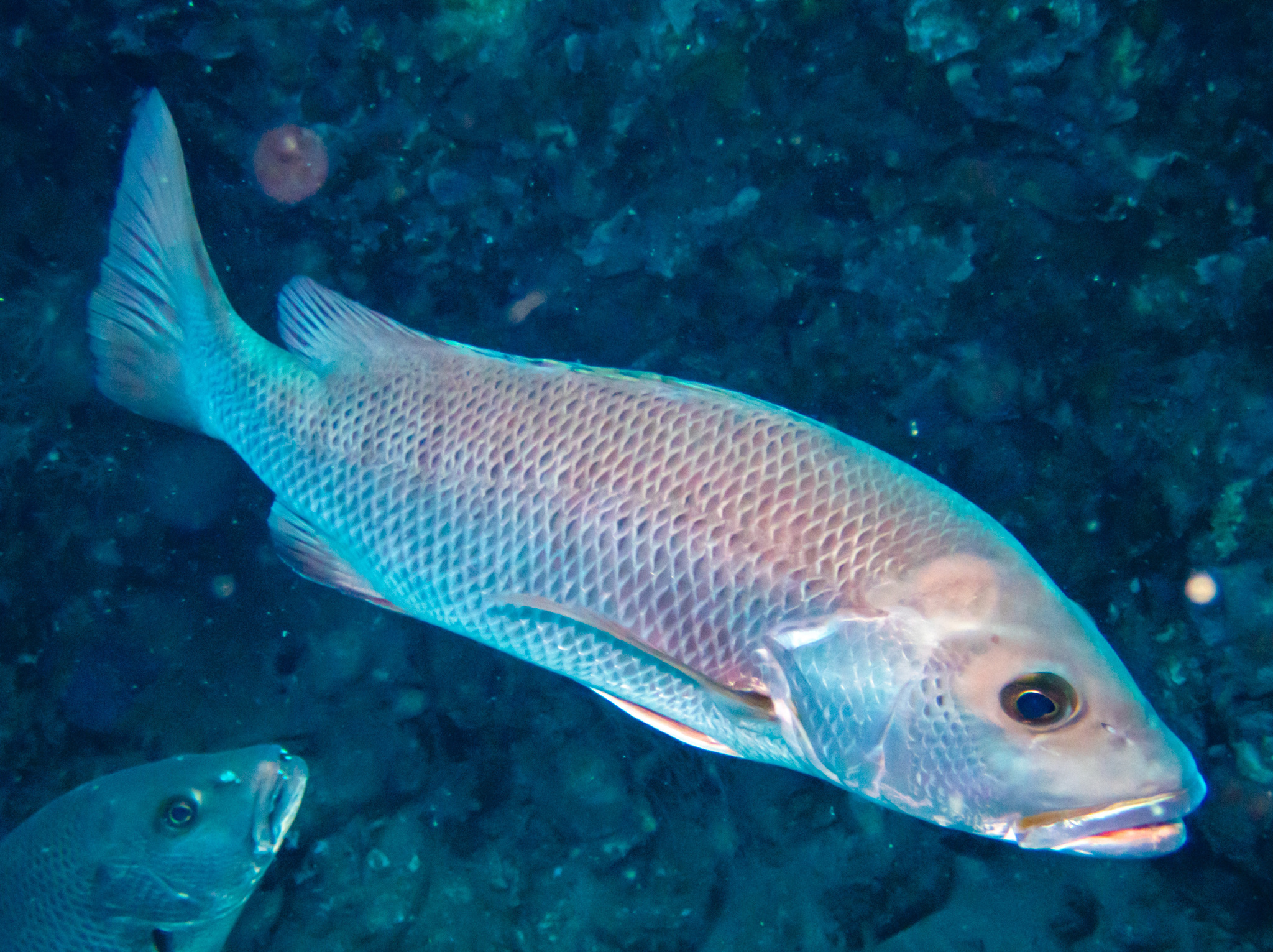 Lutjanus argentimaculatus