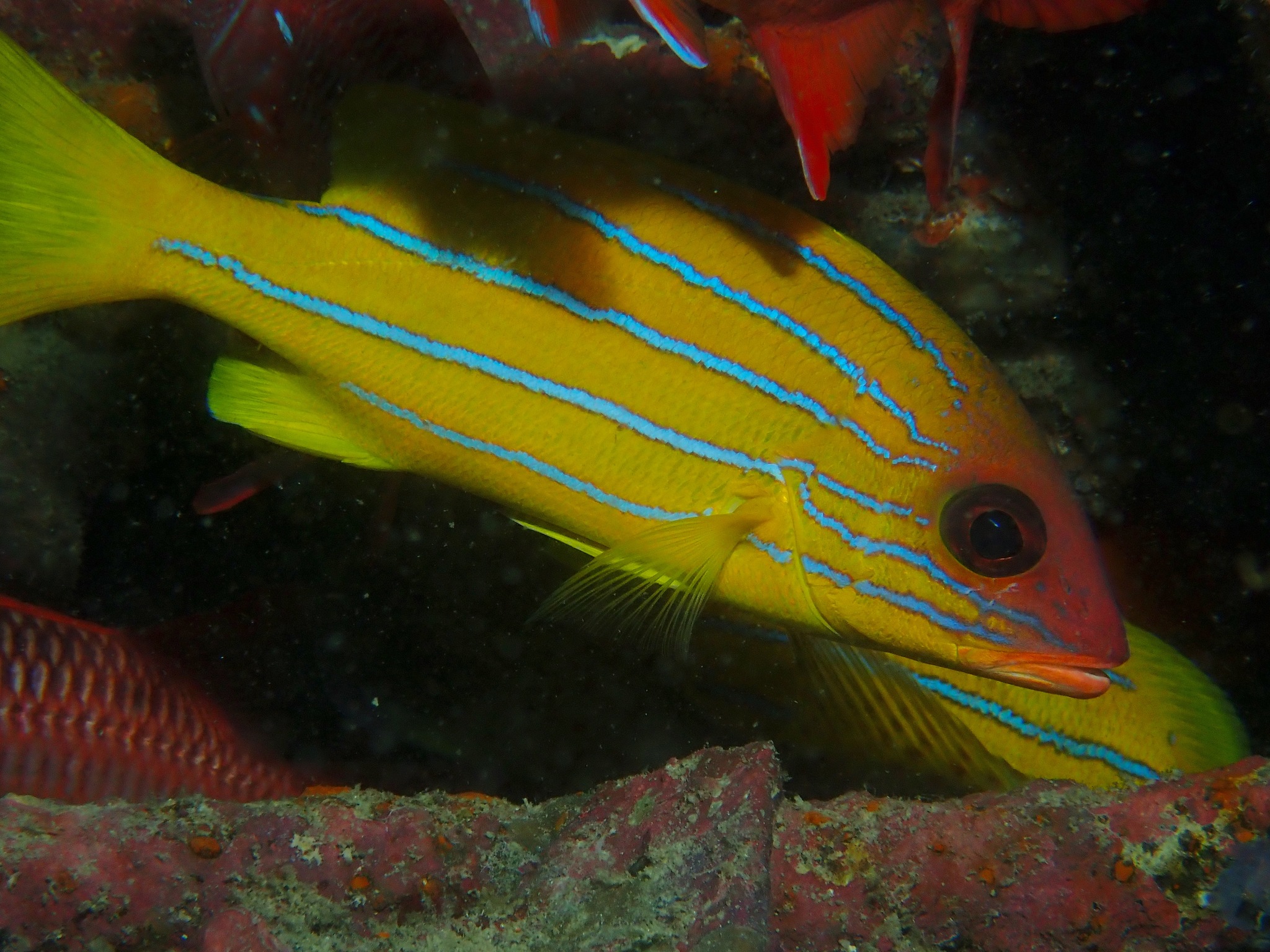 Lutjanus quinquelineatus