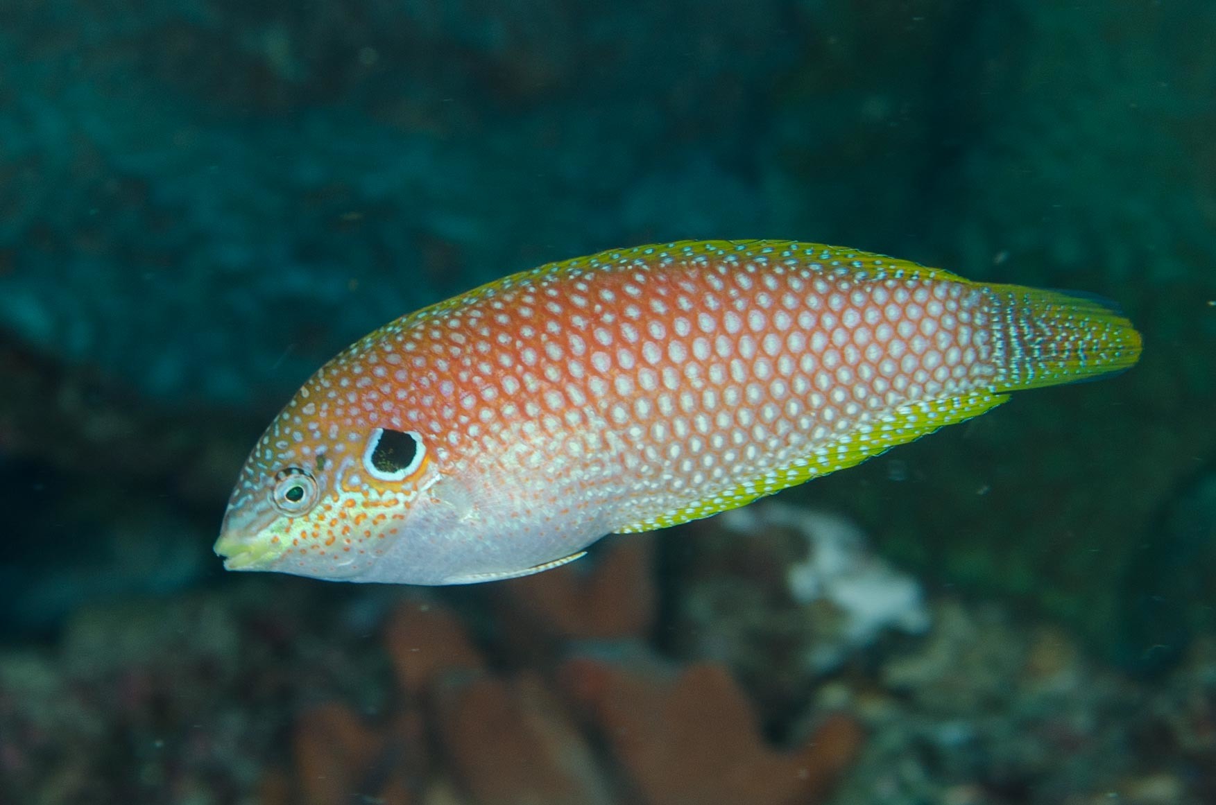 Macropharyngodon kuiteri