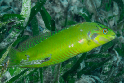 labre des herbiers Labridae