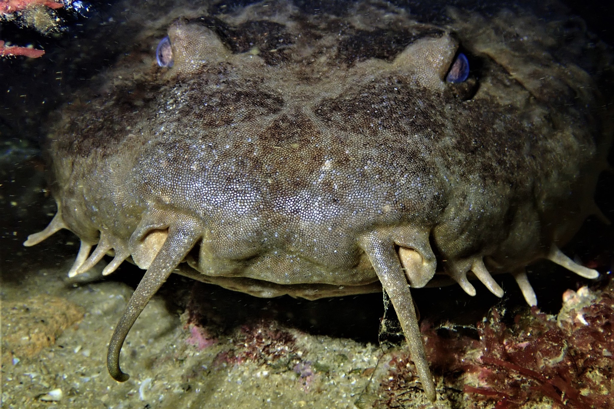 Orectolobus hutchinsi