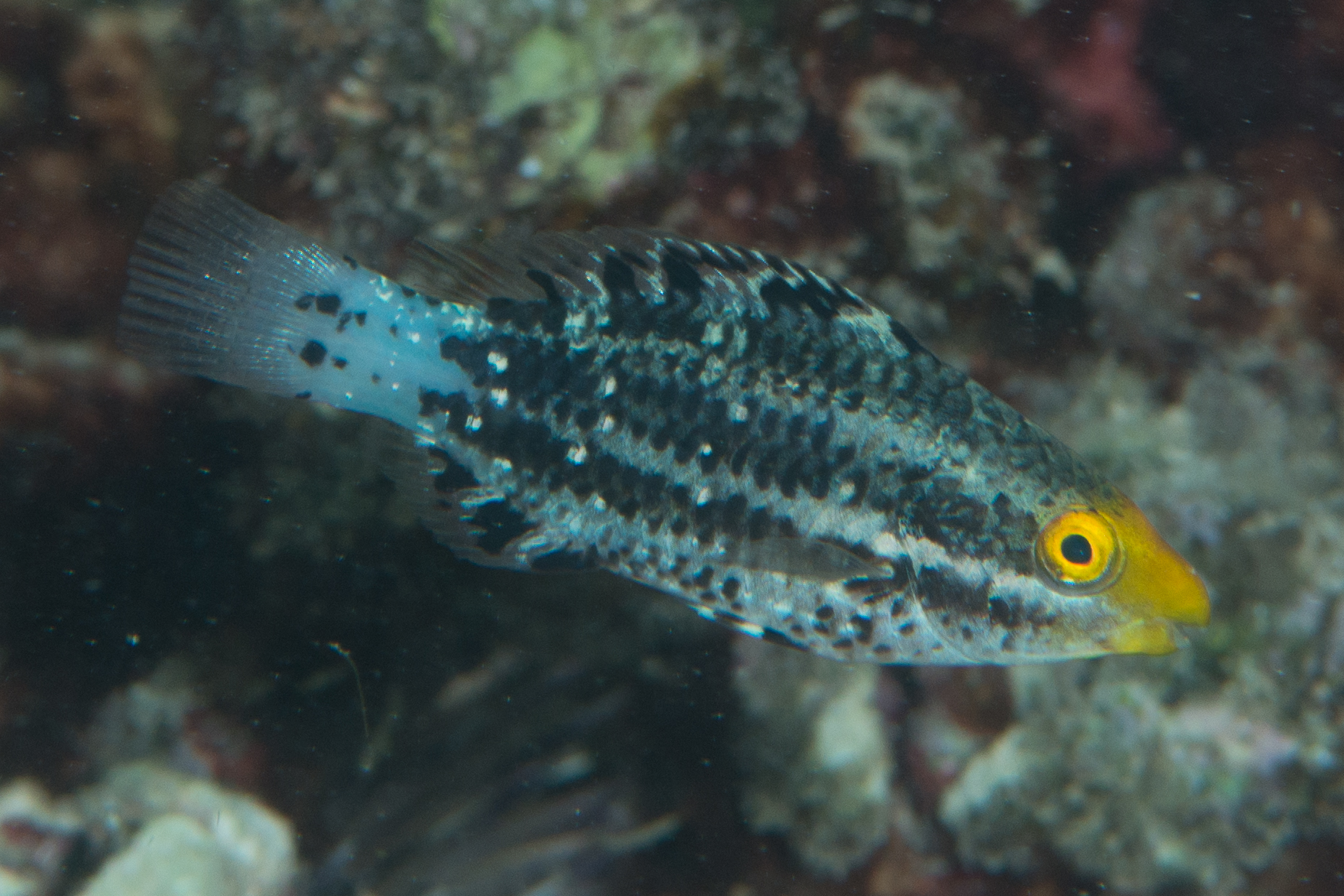 Scarus altipinnis