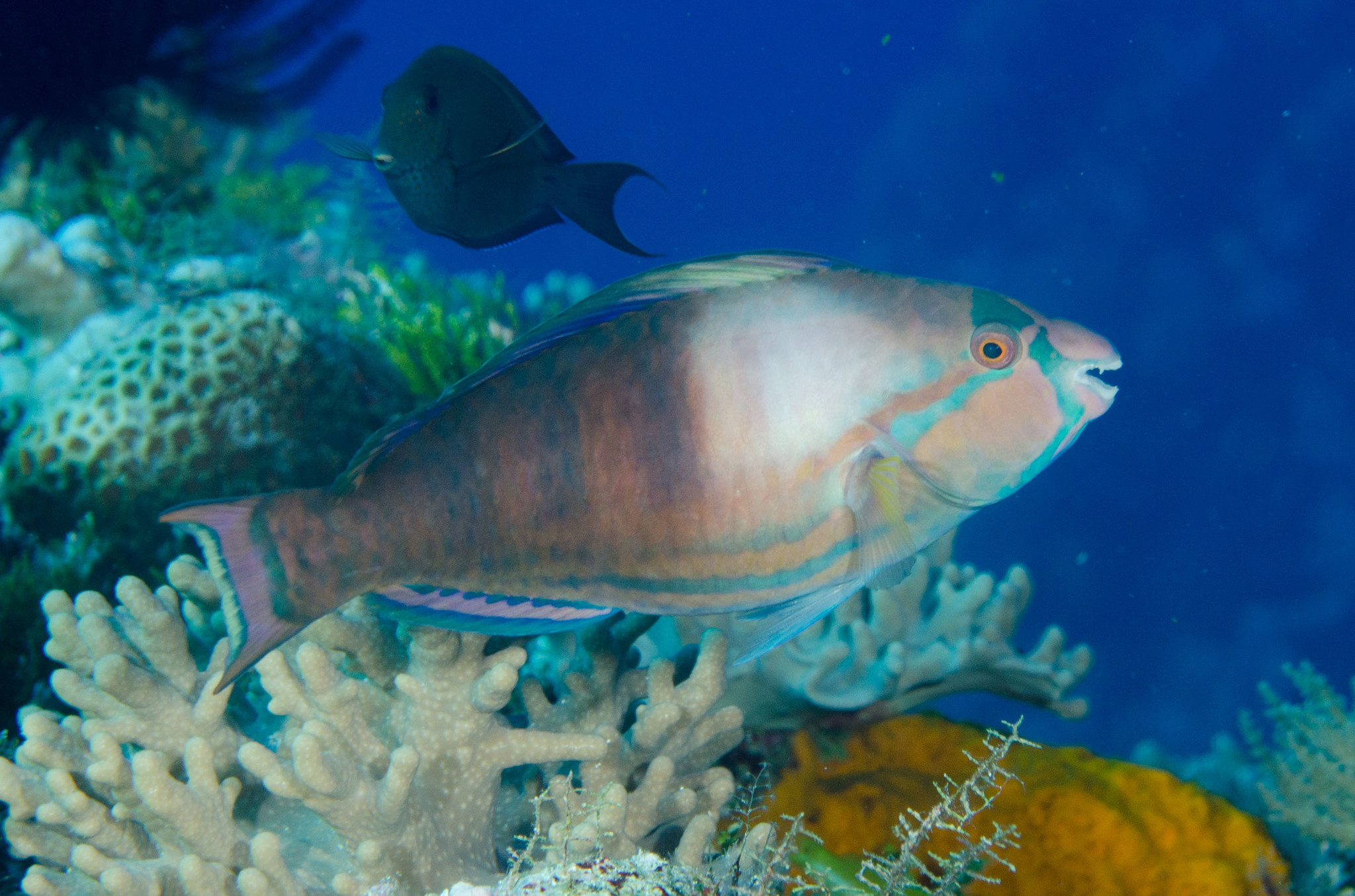 Scarus longipinnis