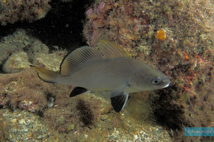 Sciaena umbra - Corb