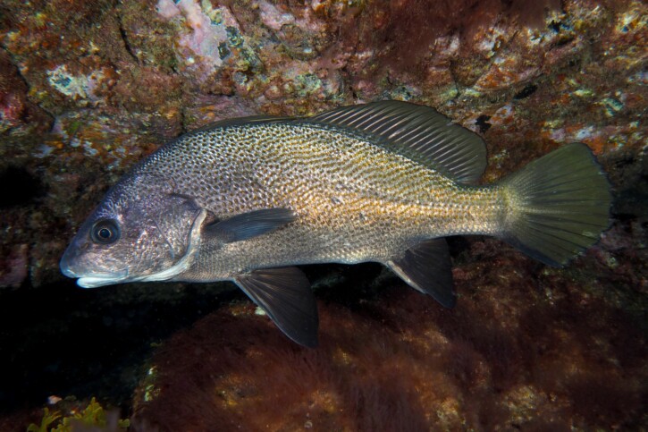 Sciaena umbra - Corb
