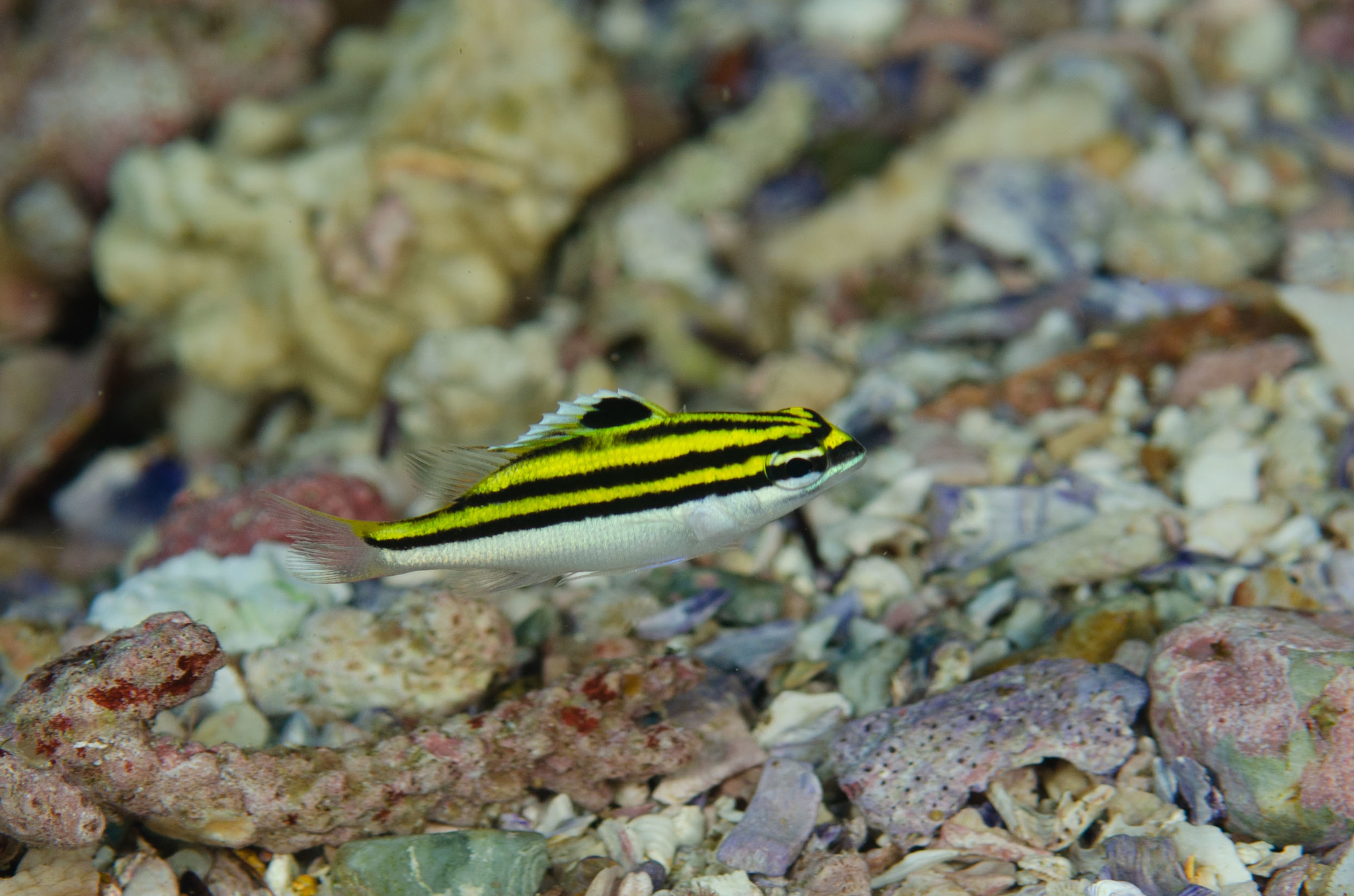 Scolopsis bilineata