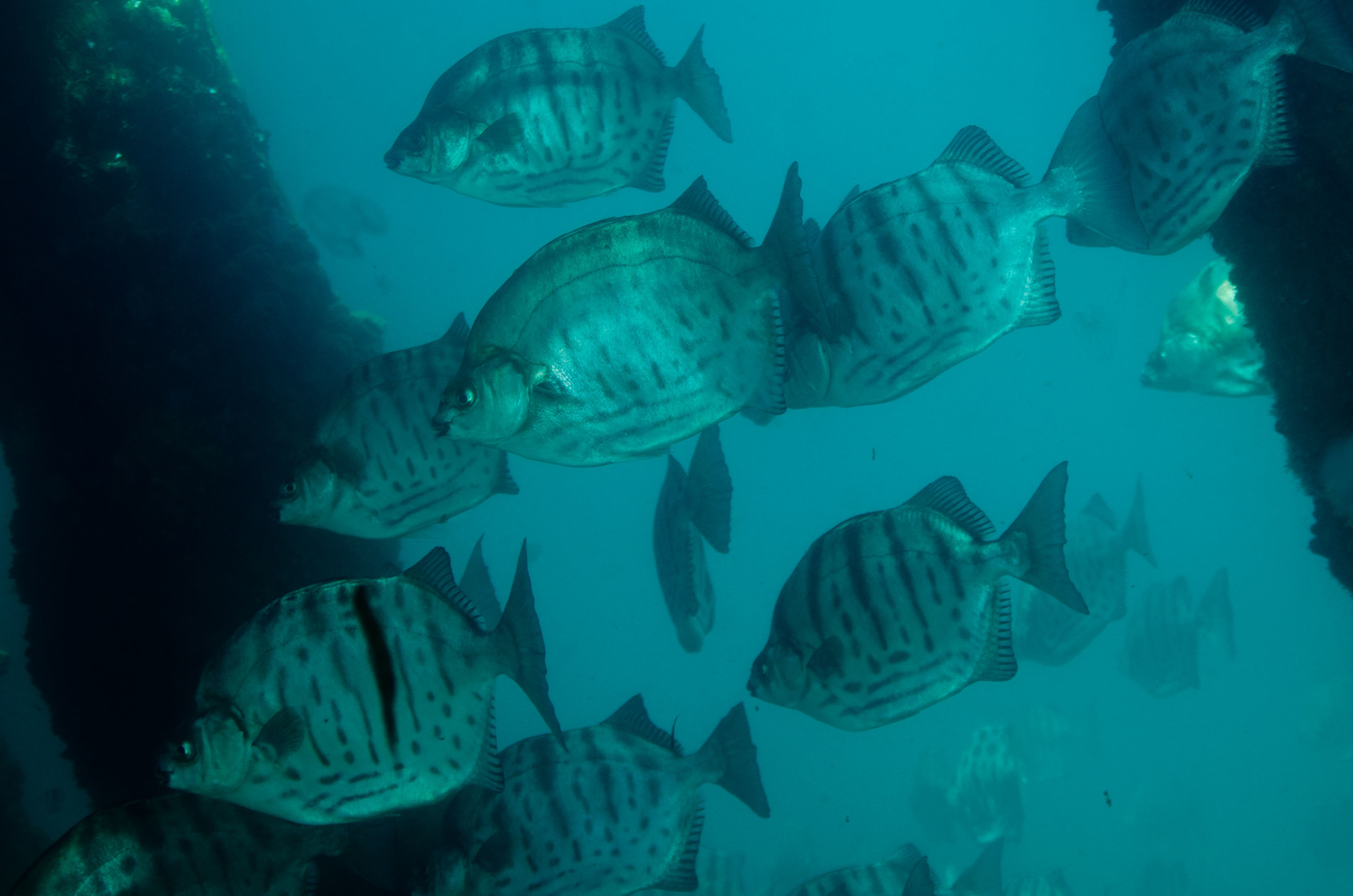 Selenotoca multifasciata