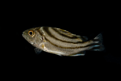 Violon jarbua Terapontidae