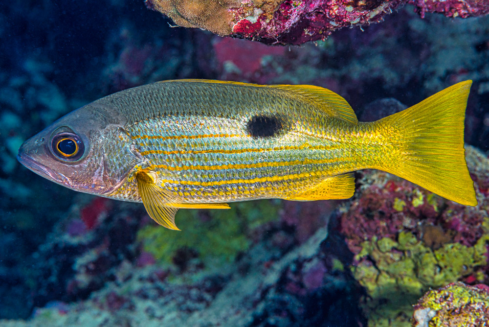 Lutjanus fulviflamma