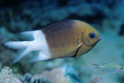 chromis à épines Pomacentridae