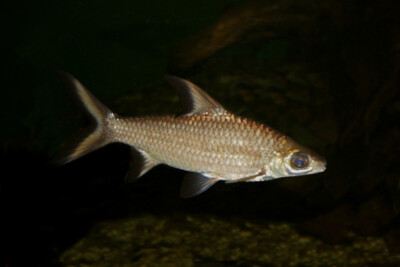 barbus requin Cyprinidae