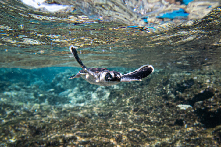 Chelonia mydas - tortue verte