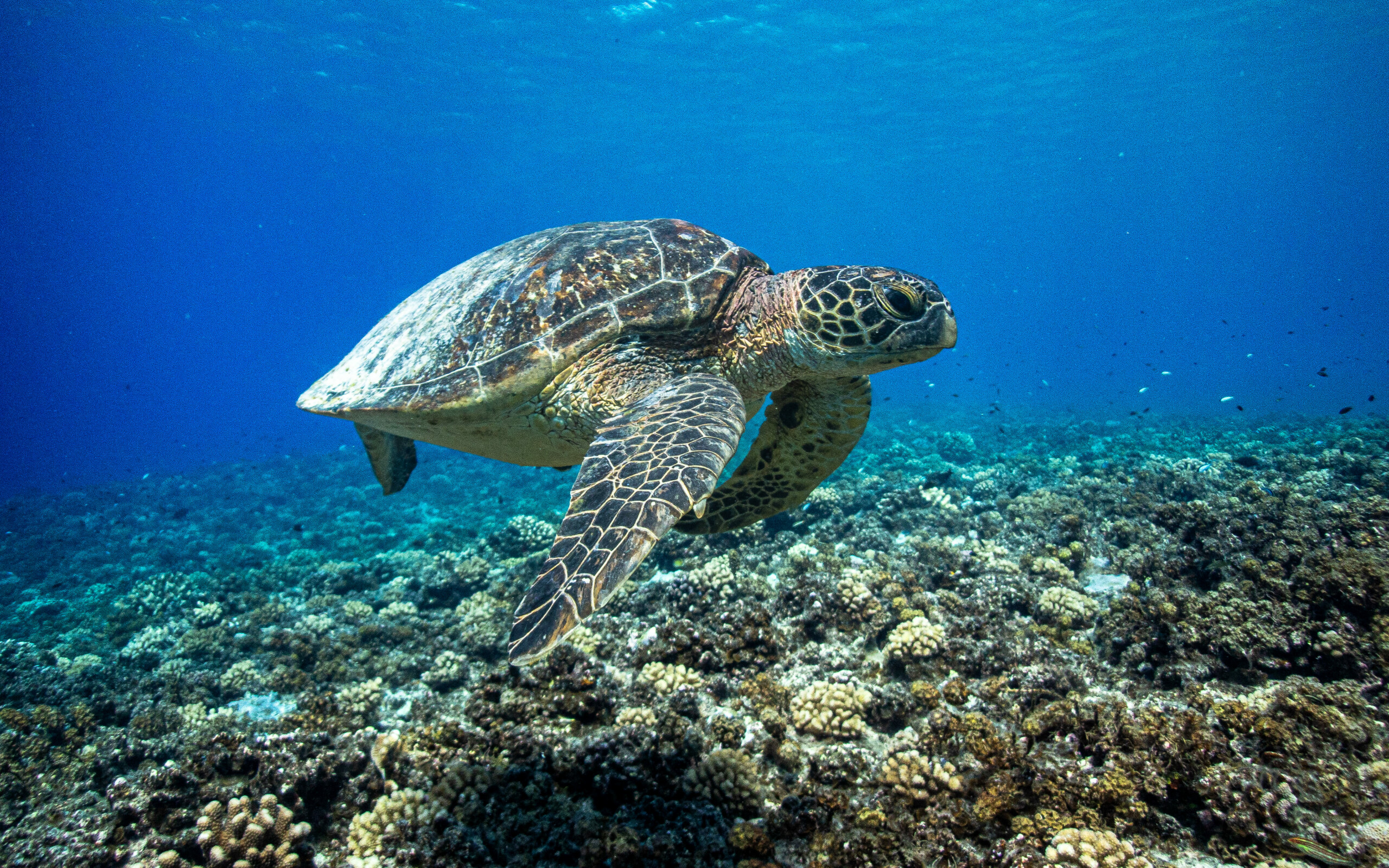 Chelonia mydas