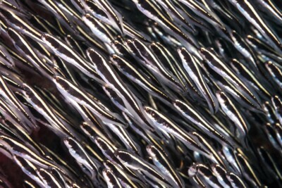 blennie blagnard Blenniidae