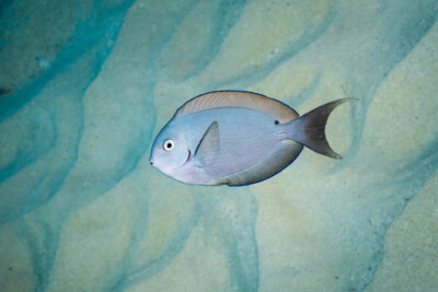 chirurgien de Thompson Acanthuridae