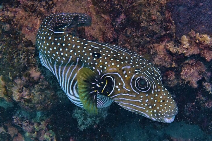 Arothron hispidus - poisson-ballon à taches blanches