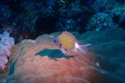 chromis à queue blanche Pomacentridae